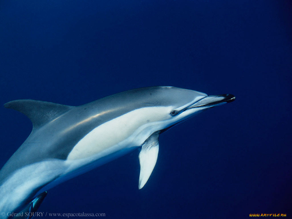dolphin, , 